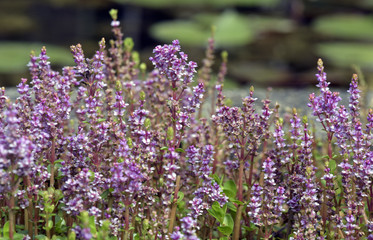 Bunches of tiny and delicate pink aquatic flower