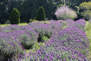 Naklejka na ściany i meble Australian lavender field