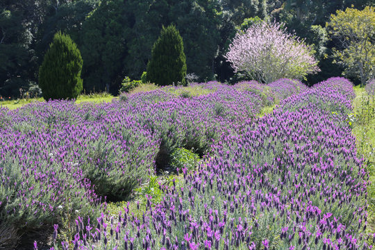 Fototapeta Australian lavender field