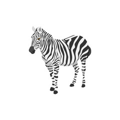 zebra illustration