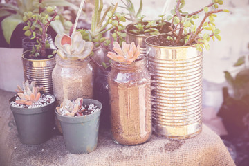 succulents in rustic tins, Eco and reuse concept