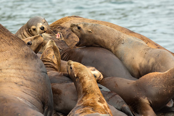 Naklejka premium Rookery Steller sea lions. Island in Pacific Ocean near Kamchatka Peninsula.
