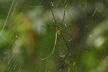 Dorsal View of a Golden Giant Orb Weaver