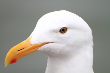 A seagull.