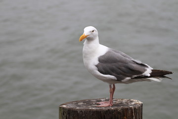 Fototapeta premium Seagull.