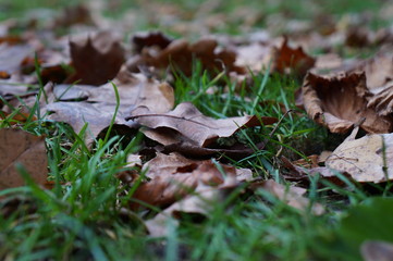 Herbst Laub