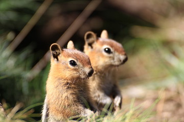 Squirrels.