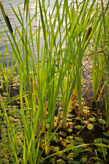 Obraz premium Pond Edge Number 1