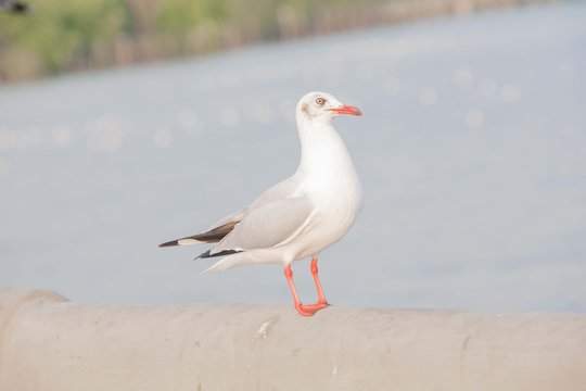 white bird seagull