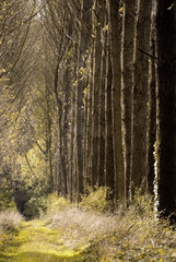 Fototapeta premium footpath trail in the english countryside UK