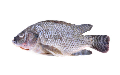 Gutted, scaled and sliced Nile Tilapia fish on white background