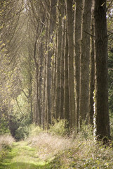 footpath trail in the english countryside UK