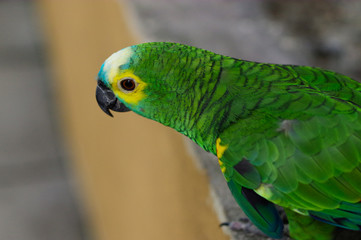 Obraz premium Green parrot, Yellow-chevroned Parakeet, Brotogeris chiriri sitting on a stone wall, Kuala Lumpur Bird park, Malaysia