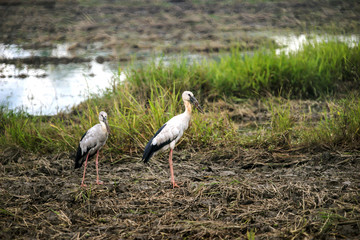 Asian Open-billed stork