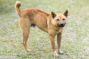 Naklejka premium thai stray dog in grass
