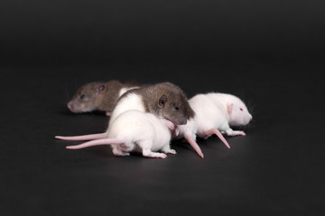 baby rats on a black background