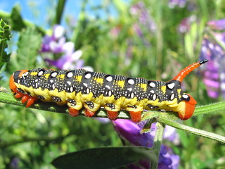 Caterpillar