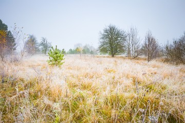 Obraz premium Frosty morning landscape