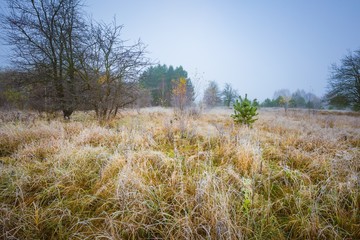 Frosty morning landscape