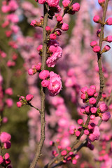 In full bloom in the peach blossom