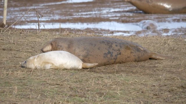 Grey Seal Pup and Cow on the beach at Donna Nook