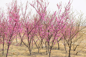 In full bloom in the peach blossom