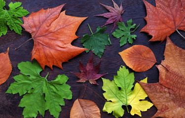 Naklejka na ściany i meble Thanksgiving background with colorful maple leaf