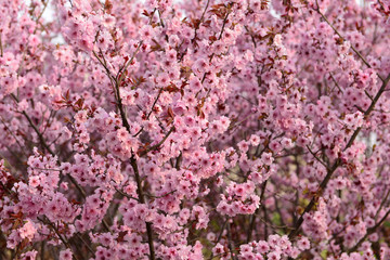 In full bloom in the peach blossom