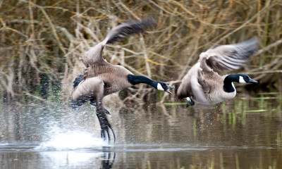 Canada Geese