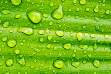 Bright, clear water drops on fresh green wood is very beautiful