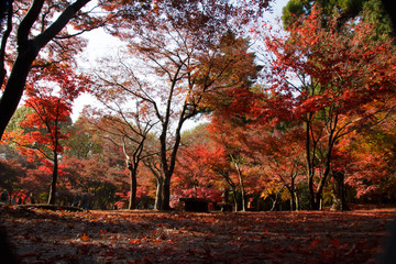 Fototapeta na wymiar Autumnal leaves forest