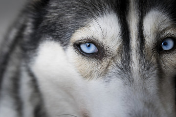 Close up on blue eyes of a siberian husky dog