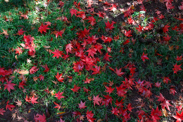 Maple that fell to the ground