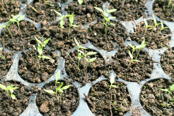 Planting small chili