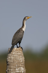 Double-crested Cormorant on a Palm Tree Stump - Florida