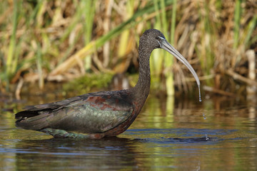Glossy Ibis Foraging in a Pond - Florida