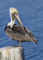 Brown Pelican Preening its Feathers on a Post - Florida