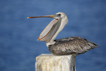 Immature Brown Pelican Yawning on a Dock Piling - Florida © Brian Lasenby