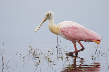 Roseate Spoonbill Wading in a Shallow Pond - Florida