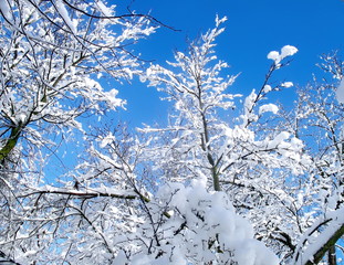 Snowy orchard on a clear  blue sky  background.
