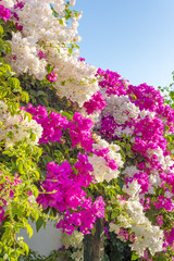 Obraz premium Beautiful big bougainvilleas branches full with pink and white blooming flowers against a nice blue gradient sky background, very narrow depth of field shot.