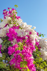 Obraz premium Beautiful big bougainvilleas branches full with pink and white blooming flowers against a nice blue gradient sky background, medium depth of field shot.