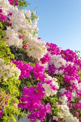 Obraz premium Beautiful big bougainvilleas branches full with pink and white blooming flowers against a nice blue gradient sky background.