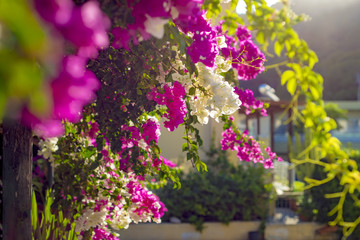 Obraz premium Bougainvillea bushes with pink and white blooming flowers against a blurred background.