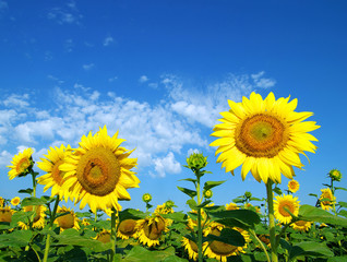 sunflower field