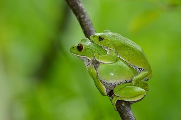 モリアオガエルの雄と雌