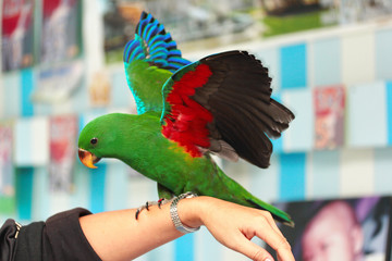 Male Eclectus Parrot, age two months.