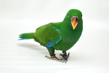 Male Eclectus Parrot, age two months.