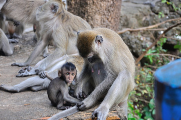 Asian Monkey family, little macaque sitting near to his mother and looking at camera
