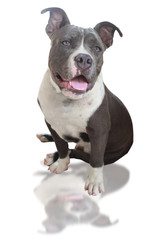 Face Dog Blue Dog. , Head, eyes, cute, pretty.